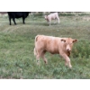 Image 12 : Circus Coulee Cattle (Robert & Jordy Hoff) - 525# November Heifer Calves - 95 Head (Dorothy, AB)