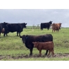 Image 3 : Hanging H Ranch Ltd. - 525# November Delivery Steer Calves - 110 Head (Marwayne, AB)