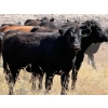 Image 4 : Rafter C Ranch Ltd. - 850# October Delivery Grass Heifers - 68 Head (Lafleche, SK)
