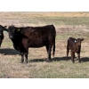 Image 13 : 9X Enterprises - 12 Black/BBF 1st Calf Pairs (Millicent, AB)