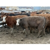 Image 5 : Cain Dedominics - 700# March Delivery Steers - 53 Head (Rimbey, AB)