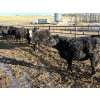Image 5 : WA Ranches (University of Calgary) - 617# March Delivery Steers - 67 Head (Cochrane, AB)