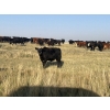 Image 11 : Dar-Lin Ranching - 430# November Delivery Heifer Calves - 110 Head (Big Stone, AB)