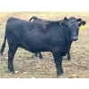 Image 5 : Boggy Springs Ranch - 970# September Grass Heifers - 100 Head (Maple Creek, SK)
