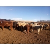 Image 2 : Lowe Ranches - 627# January Weaned Steers - 151 Head (Nanton, AB)