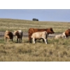 Image 3 : Logan Ranching - 685# November Delivery Steer Calves - 85 Head (Oyen, AB)