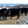 Image 18 : Gerald Retzlaff - 25 Black Angus/Black Angus X Bred Heifers (Fairlight, SK)