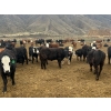 Image 9 : John & Kate Anderson - 930# March/April Delivery Steers - 65 Head (Ashcroft, BC)