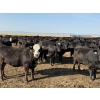 Image 5 : Shark Farms/Hambling Farms - 925# September Delivery Heifers - 275 Head (Nanton, AB)