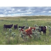 Image 4 : Dot Bar Dot Ranch - 575# November Delivery Steer Calves - 100 Head (Fox Valley, SK)
