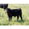 Image 5 : Goldridge Farming Co. - 575# October Delivery Steer Calves - 100 Head (Turin, AB)