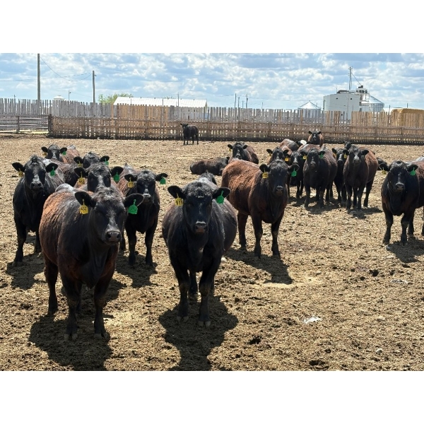 Rick Matz - 20 November Delivery Black Angus X Bred Heifers (Strathmore, AB)