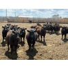 Image 1 : Rick Matz - 20 November Delivery Black Angus X Bred Heifers (Strathmore, AB)