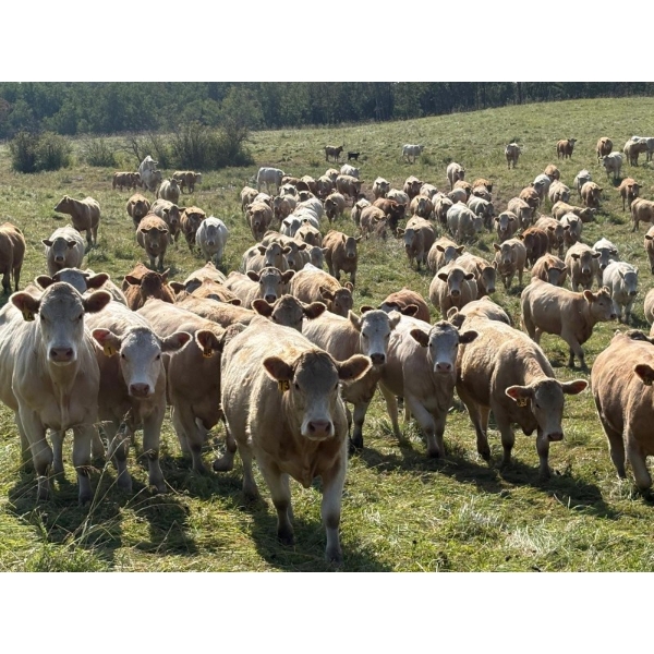 Rick Murphy - 1000# October Delivery Grass Heifers - 140 Head (Lloydminster, AB)