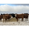 Image 2 : Fox Cattle Co. - 50 Red/RBF Simm X March Calving Bred Heifers (Foam Lake, SK)