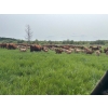 Image 8 : Franklin Cattle Co. - 650# November Delivery Steer Calves - 275 Head (Marwayne, AB)