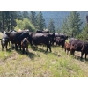 44 Cattle Co./T6 Ranch - 630# November Delivery Heifer Calves - 95 Head (OK Falls, BC)