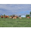 Image 3 : J&E Farms Ltd. - 620# November Delivery Heifer Calves - 100 Head (Tilley, AB)