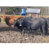Image 9 : Regehr Land & Cattle - 1050# September Delivery Grass Steers - 59 Head (Winfield, AB)