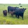 Image 12 : Jamieson Ranch - 550# November Delivery Steer Calves - 95 Head (Cabri, SK)