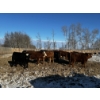 Image 3 : Chris Bartel - 1025# March Delivery Steers - 60 Head (Fort Vermilion, AB)