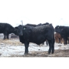 Image 6 : Riverside Farms - 765# January Delivery Steers - 80 Head (Glen Ewen, SK) VBP+