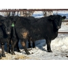 Image 14 : Jay Be Acres Ltd. - 795# March/April Delivery Steers - 76 Head (Deloraine, MB)