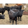 Image 10 : Chipping Hill Cattle Co. - 525# May Delivery Heifers - 65 Head (MacGregor, MB)