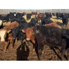 Image 4 : Van Hall Cattle Co. - 1000# April Delivery Steers - 180 Head (Scandia, AB)