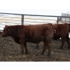 Image 7 : Barfus Farms - 865# December Delivery Weaned Steers - 205 Head (Hill Spring, AB)