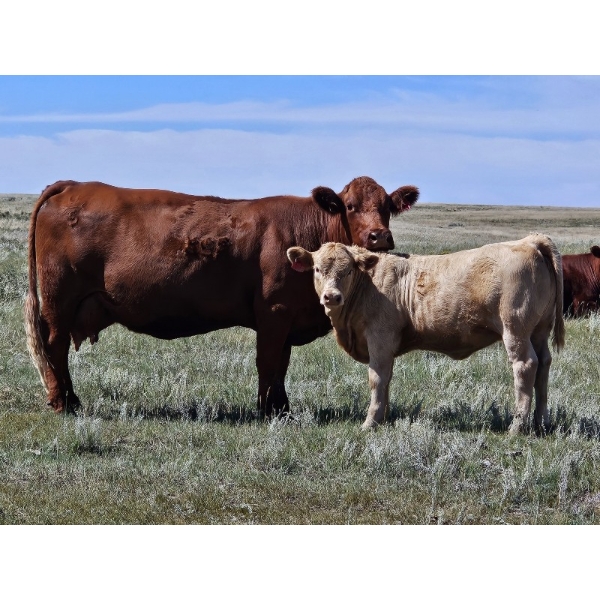 Logan Ranching - 630# November Delivery Heifer Calves - 85 Head (Oyen, AB)