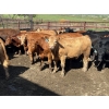 Image 5 : Turtleview Livestock - 900# June Delivery Steers - 56 Head (Goodlands, MB)