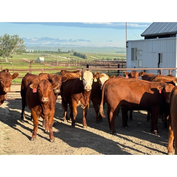 Bear Spring Ranch - 840# September Delivery Grass Heifers - 70 Head (Bearspaw, AB)