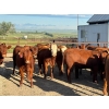 Image 1 : Bear Spring Ranch - 840# September Delivery Grass Heifers - 70 Head (Bearspaw, AB)