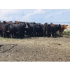 Image 5 : McDougald Ranch Ltd. - 820# September Grass Heifers - 75 Head (Maple Creek, SK)