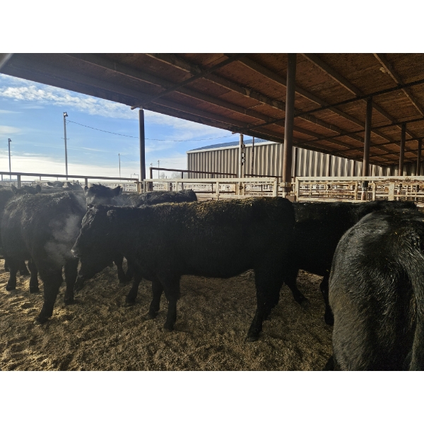 Lazy J Cattle Co. - 10 Black Heifers (Pen 317 - 319) 995# avg