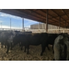 Image 1 : Lazy J Cattle Co. - 10 Black Heifers (Pen 317 - 319) 995# avg