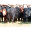 Image 7 : Dog River Ranch - 730# March/April Delivery Heifers - 43 Head (Corning, SK)