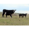 Image 2 : Lamb Cattle Company - 500# October Delivery Heifer Calves - 230 Head (Hanley, SK)
