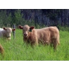 Image 7 : Sentes Farms - 600# October Delivery Steer Calves - 300 Head (Raymore, SK) VBP+