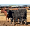 Image 2 : Luke & Jen Smith - 690# June Delivery Steers - 87 Head (Rhein, SK)