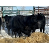 Image 3 : Joe Guze - 6 Heifers (Pen 148)