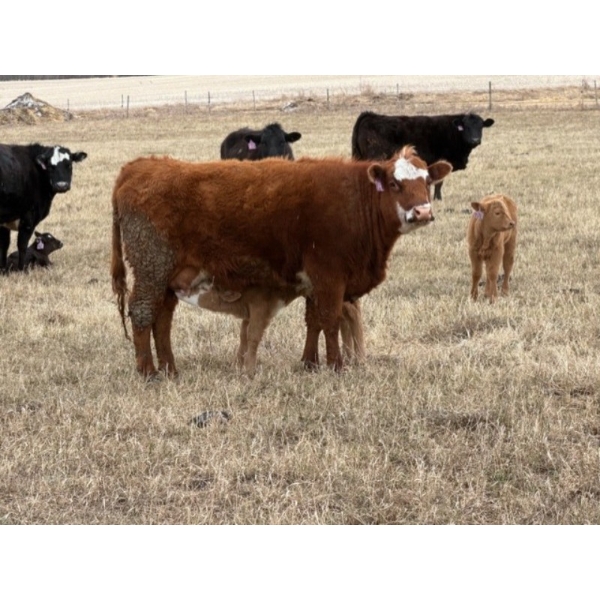 C & L Livestock - 18 Red 2nd & 3rd Calf 3-Way Pairs (Edam, SK) VBP+