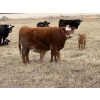 Image 1 : C & L Livestock - 18 Red 2nd & 3rd Calf 3-Way Pairs (Edam, SK) VBP+