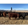 Image 6 : Antelope Butte Ranch - 867# March Delivery Steers - 144 Head (Lundbrek, AB) VBP+