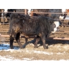 Image 15 : Bezan Cattle Corporation - 725# April/May Delivery Steers - 80 Head (Midale, SK)