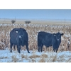 Image 2 : Steven & Janet Yule - 510# December Delivery Steer Calves - 85 Head (Gleichen, AB)