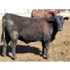 Image 6 : Springdale Customer - 925# May Delivery Heifers - 175 Head (Iron Springs, AB)