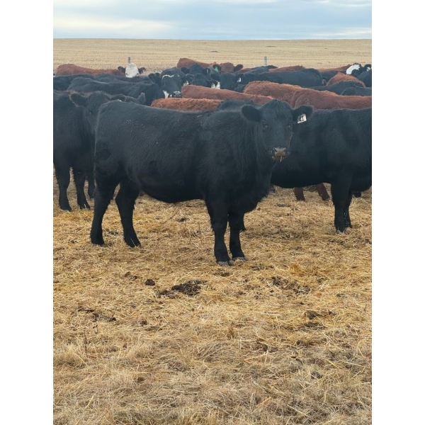 Colter Malloy - 12 BLK Heifers (Pen 334-328)