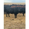 Image 6 : Colter Malloy - 6 BWF Heifers (Pen 324)